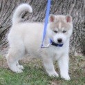 Fabulous Siberian husky puppies available