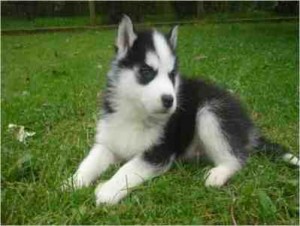 Blue eyes siberian husky puppies ready for new home