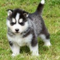 Black and White Blue eyes Siberian Husky Puppies available