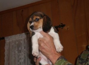 Boys Boys Beagle Puppies For Sale