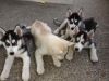 Purebred Siberian Husky Puppies