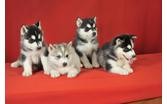 AKC Quality Siberian Husky Puppies Full AKC Available