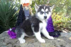 Beautifull Husky Ready for a new family