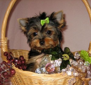 Two little male and female yorkies puppies