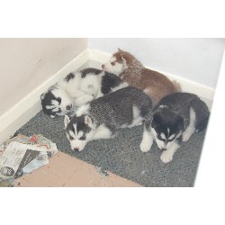 Beautiful AKC blue eye Siberian husky Puppies