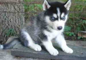 White Long Haired Siberian Husky Pups ready for your kids