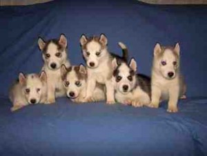 blue eyes akc reg. Siberian huskies pups ready now!!