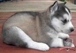 Black and White Siberian Husky Puppies For A Pet Loving Family