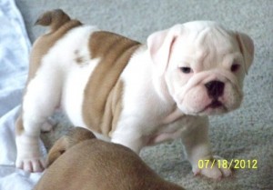 Active BullDog Puppies For X-Mass