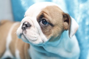 Male And Female English Bulldog Puppies