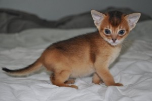 TICA Abyssinian kittens LITTLE angles are here