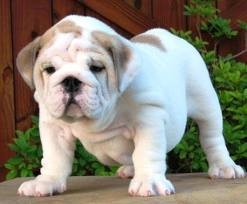 ENGLISH BULLDOG PUPPIES FOR FREE ADOPTION text us at (4247388110)