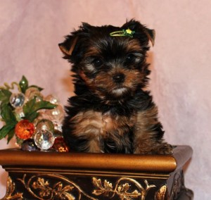 Male and Female Yorkie Pups ready for their new homes