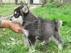 Gorgeous Male and Female Alaskan malamute puppies for a good home