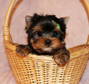 Teacup Candy, our Super Tiny Female Yorkie!!!