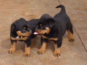 Cute male Rottweiller puppies for a caring home