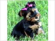 Two Cute teacup Yorkie Puppies ready.