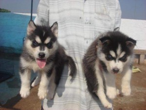 Beautiful Male And Female siberian husky puppies For Adoption