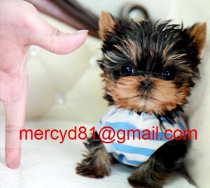 Cute Male and Female Teacup Yorkie puppies available now for adoption