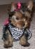 CuteTeacup Yorkie Puppy For Free Adoption