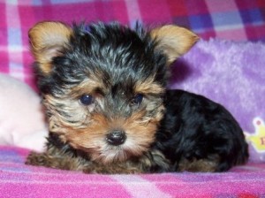 Lovely Yorkie puppies Ready