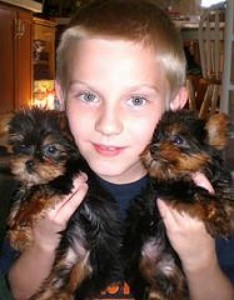 ADORABLE X-MASS MALE AND FEMALE TEACUP YORKIE PUPPIES FOR FREE ADOPTION.