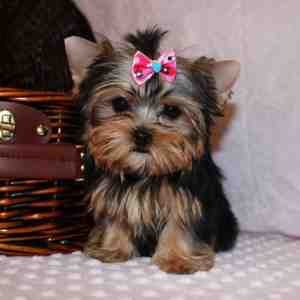 Teacup Yorkie Puppies Available For Xmas