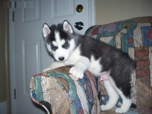 CUTE AND ADORABLE MALE AND FEMALE SIBERIAN HUSKY PUPPIES TO BE ADOPTED