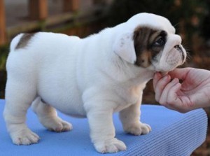 LOVELY AND ADORABLE ENGLISH BULLDOG PUPPIES READY FOR ADOPTION