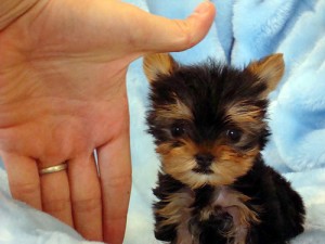 Christmas Yorkshire Terrier Puppy on the Line