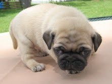 GOOD LOOKIN AND HEALTHY PUG PUPPY FOR RE HOMING