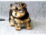 !!Talented Adorable Males And Females Yorkie puppies for adoption!!