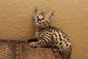 Adorable F2 Savannah Kittens Ready