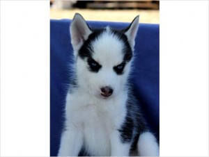 Gorgeous AKC Siberian Husky Puppies available