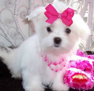 Exellent teacup maltese puppies for adoption to a new and caring home