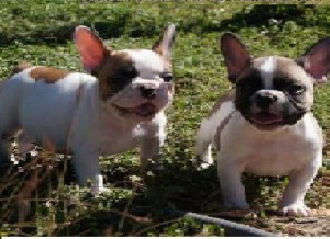 X MAS GIFT GOOD LOOKING FRENCH BULLDOG PUPPIES