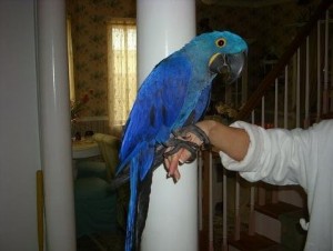 proven pairs of young adult hyacinth macaws for