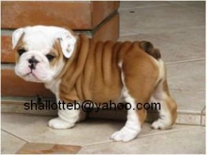 Affectionate Males and Females English Bulldog Puppies For Adoption.