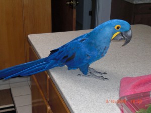 Hyacinth Macaw For adoption