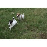 healthy and home trained Jack Russel puppies(male and female)