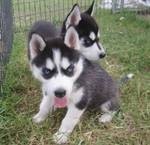 Blue eyes Siberian Husky Puppies