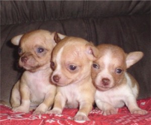 male and female English bull dog puppy for sale