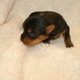 Supper Yorkshire Terrier puppies are now ready to get into new  hommes.