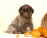 German Shorthaired Pointer puppies for adoption