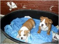 !!TALENTED &amp; BRILLIANT PARTY BULLDOG PUPPIES AVAILABLE TO PET LOVING HOME!!