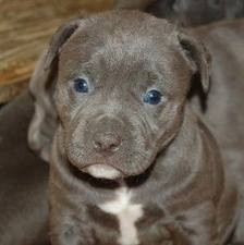 Pit Bull puppies male and female ready for new home