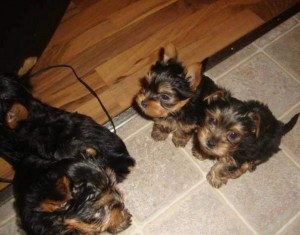 Male and Female Tiny Teacup Yorkshire puppies for New Year