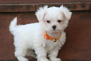 Charming Tea-Cup Maltese puppies for X-Mas