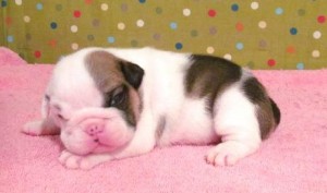 Lovely male and female bull puppies