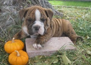 Famous,excellent  and gorgeous bull puppies